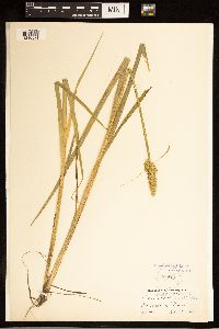 Carex stipata image