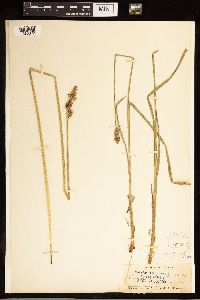 Carex stipata image