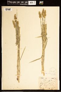 Carex stipata image
