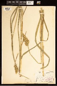 Carex stipata image