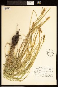 Carex stipata image