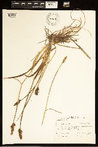 Thumbnail image of current specimen