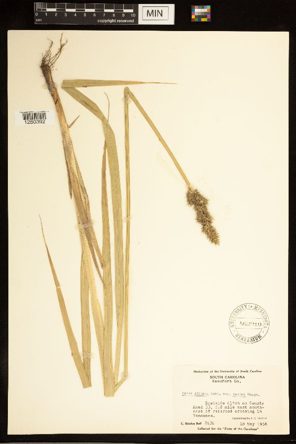 Carex stipata var. maxima image