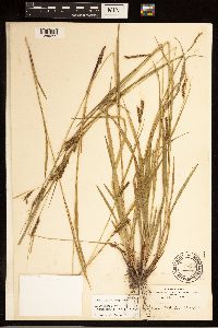Carex venusta image