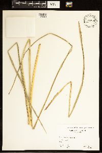 Image of Carex abrupta