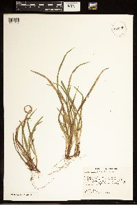 Carex abscondita image