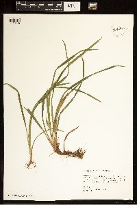 Carex abscondita image