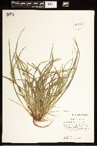 Carex abscondita image
