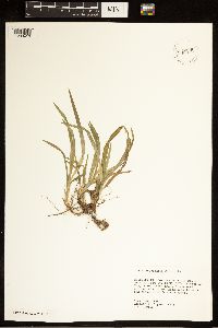 Carex abscondita image