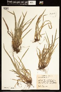 Carex abscondita image