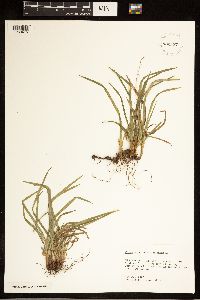 Carex abscondita image