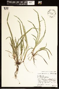 Carex abscondita image