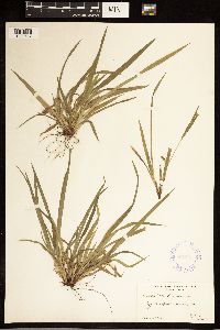 Carex abscondita image