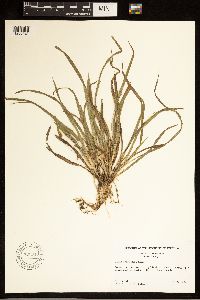 Carex abscondita image