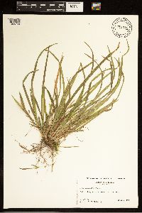 Carex abscondita image