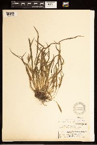 Carex abscondita image