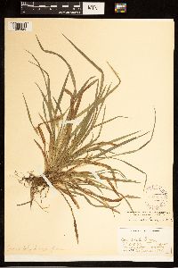 Carex abscondita image