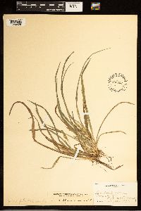Carex abscondita image