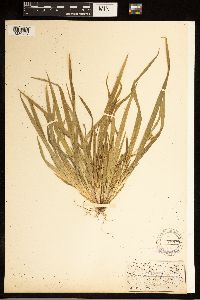 Carex abscondita image
