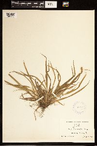 Carex abscondita image