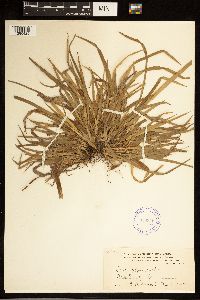 Carex abscondita image