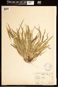 Carex abscondita image