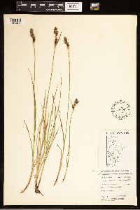 Image of Carex adelostoma