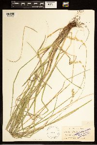 Carex adusta image