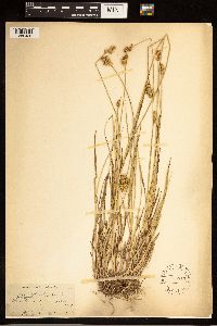 Carex adusta image