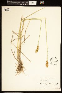 Carex adusta image