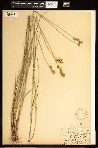 Carex adusta image