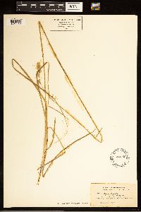 Carex albolutescens image