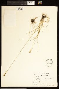 Carex adusta image