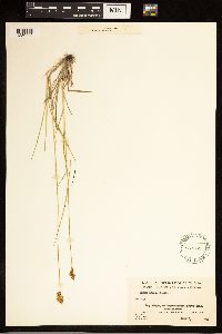 Carex adusta image