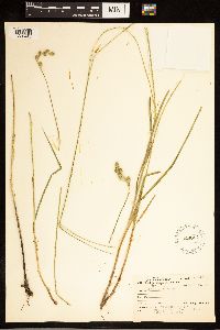 Carex adusta image