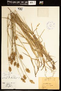 Carex adusta image