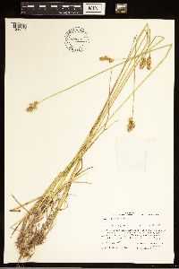 Carex adusta image
