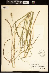 Image of Carex aggregata