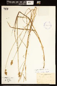 Image of Carex alata