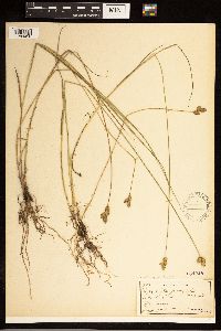 Carex alata image