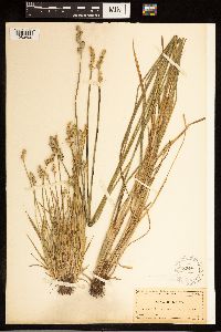 Carex alata image