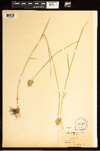 Carex alata image