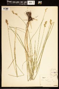 Carex alata image
