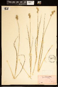 Carex alata image