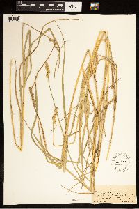 Carex alata image