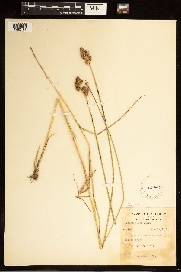 Carex alata image