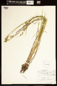 Carex alata image