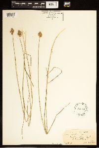 Carex alata image