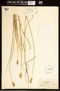 Carex alata image