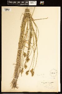 Carex alata image